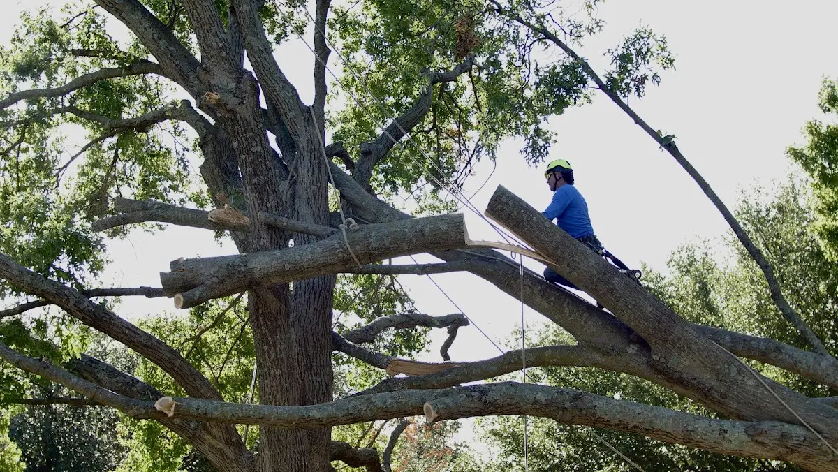 Professional Crown Thinning performed by certified arborists in Lauderdale