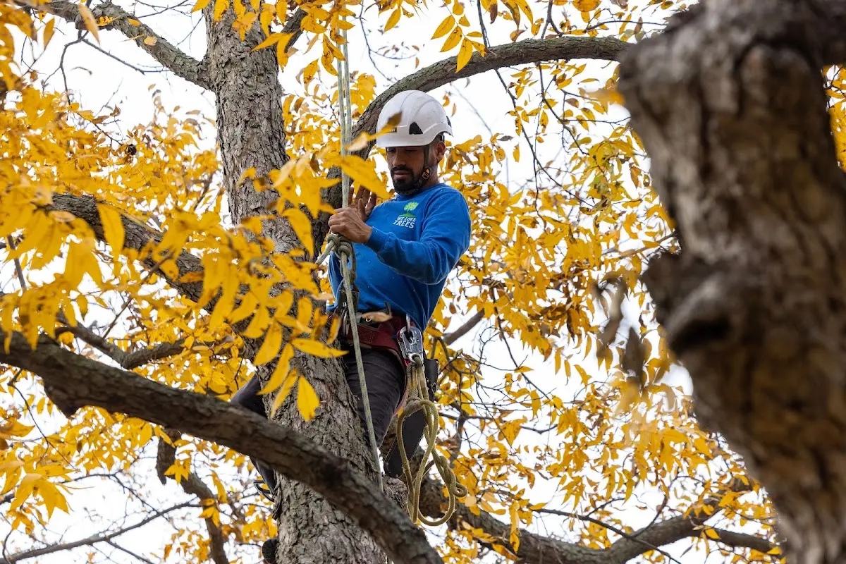 Skilled Tree Planing crew working in Lauderdale