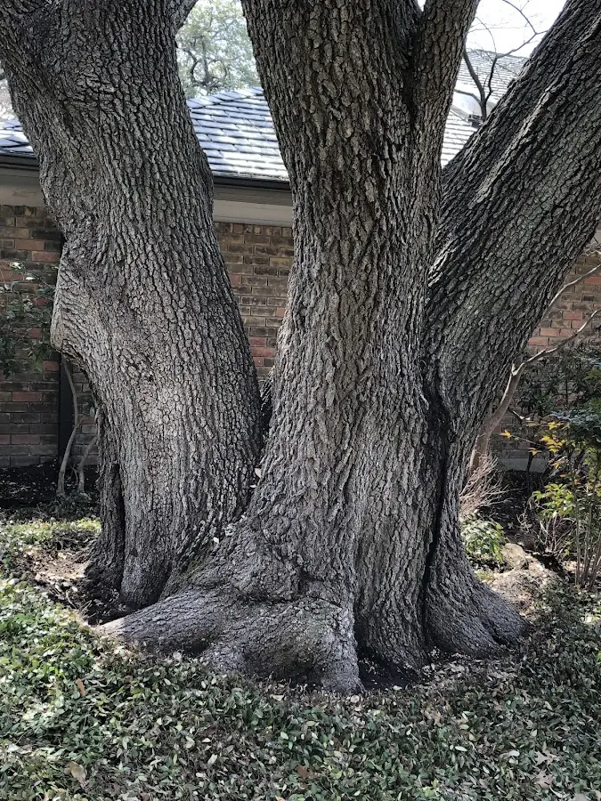 Mature heritage tree close to a Lauderdale property cared for by certified arborists